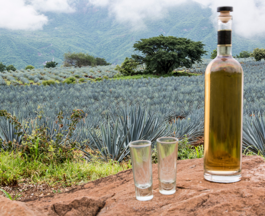 Internationaler Tag der Tequila: Feier einer mexikanischen Legende